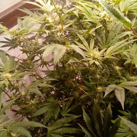 Do Si Dos Zkittlez growlog timeline photo