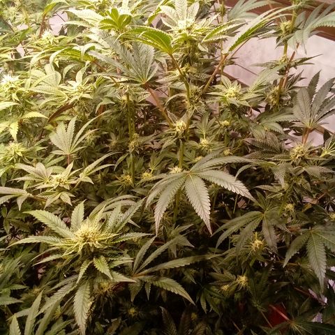 Do Si Dos Zkittlez growlog timeline photo