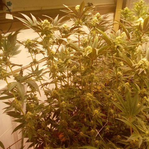 Do Si Dos growlog timeline photo