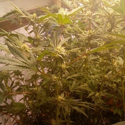 Do Si Dos Zkittlez growlog timeline photo