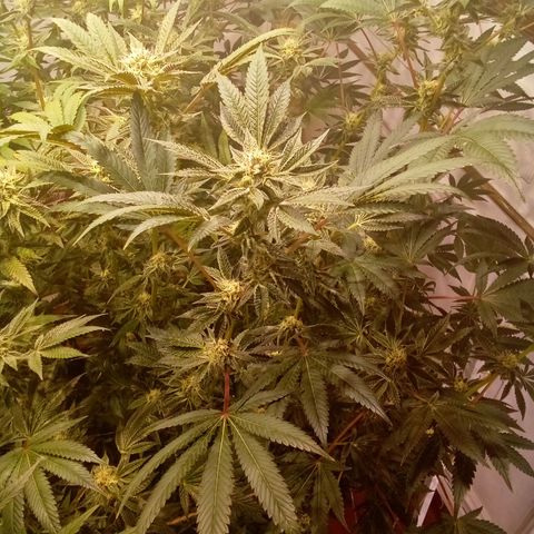 Do Si Dos Zkittlez growlog timeline photo