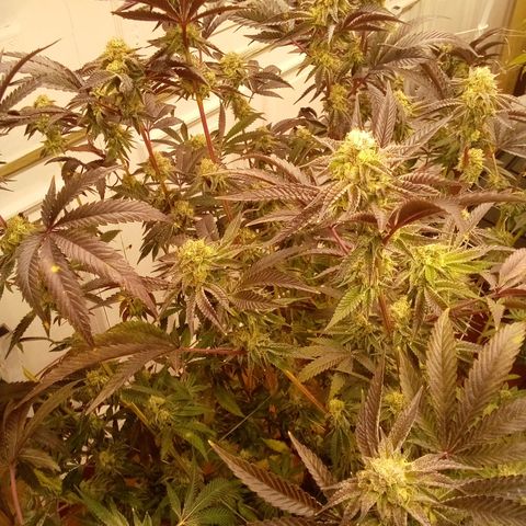 Do Si Dos growlog timeline photo