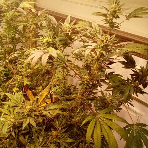 Do Si Dos Zkittlez growlog timeline photo
