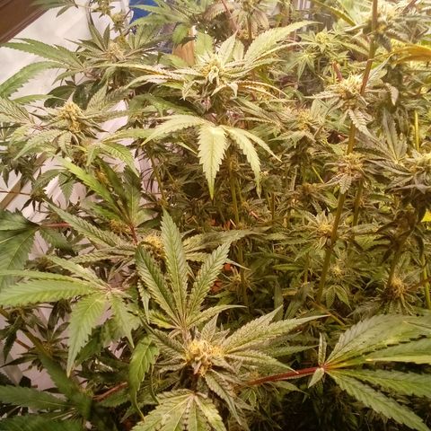 Do Si Dos Zkittlez growlog timeline photo
