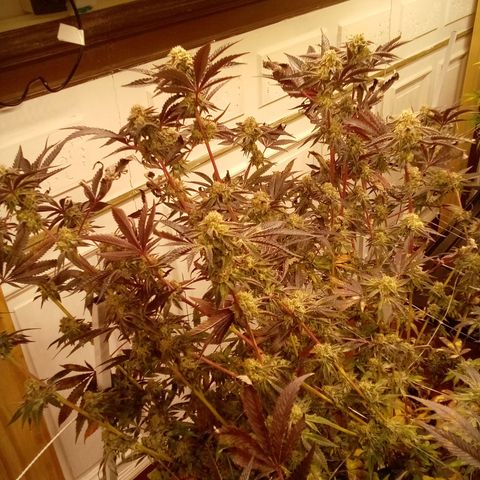 Do Si Dos growlog timeline photo
