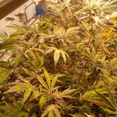 Do Si Dos Zkittlez growlog timeline photo