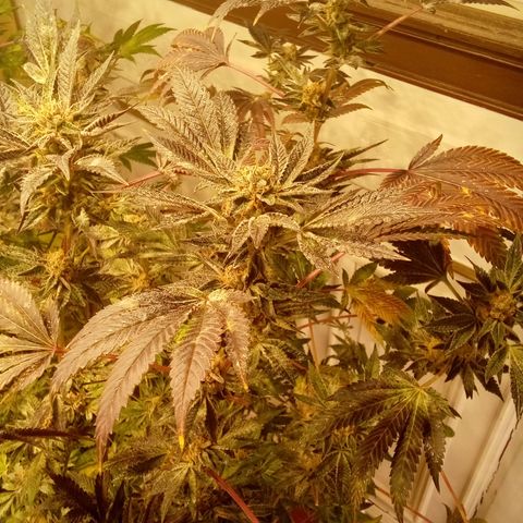 Do Si Dos Zkittlez growlog timeline photo