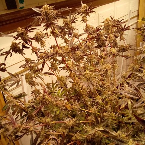 Do Si Dos growlog timeline photo