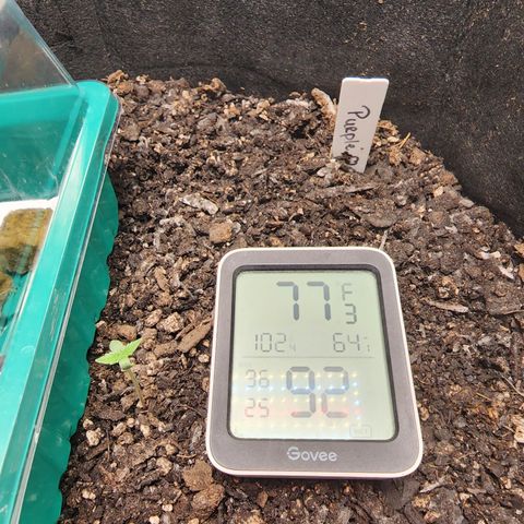 Purple Queen Automatic growlog timeline photo