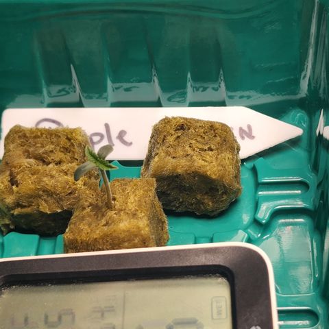 White widow  growlog timeline photo