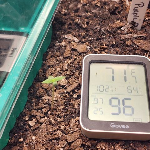Purple Queen Automatic growlog timeline photo