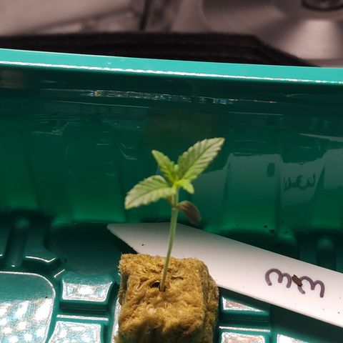 White widow  growlog photo: Growing at a rapid pace