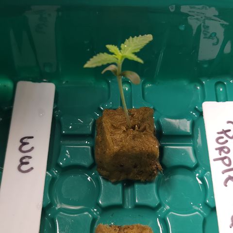White widow  growlog photo: Growing at a rapid pace