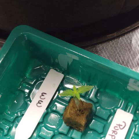 White widow  growlog photo: Growing at a rapid pace