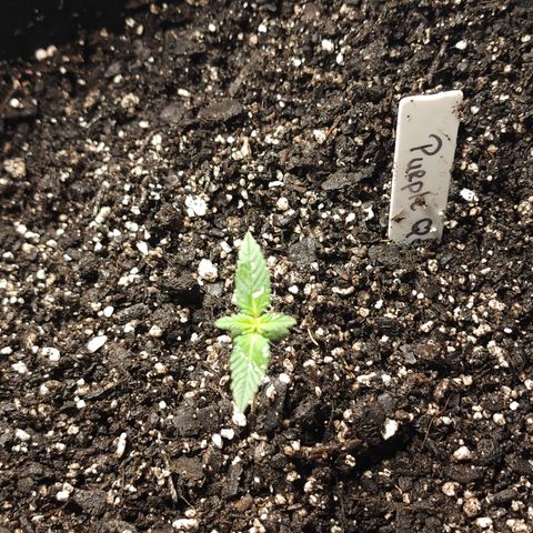 Purple Queen Automatic growlog timeline photo