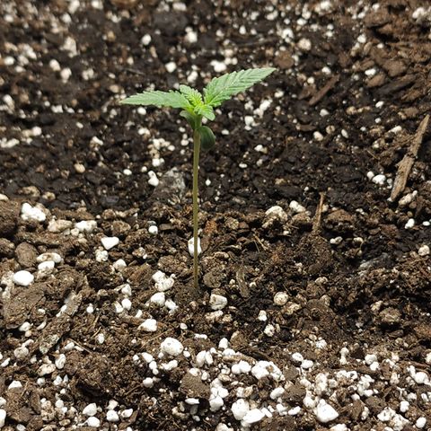 Purple Queen Automatic growlog timeline photo