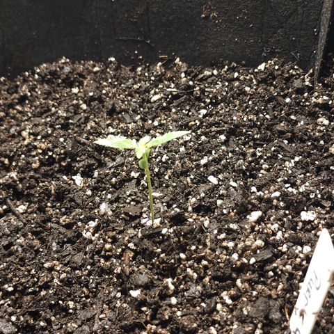 Purple Queen Automatic growlog timeline photo