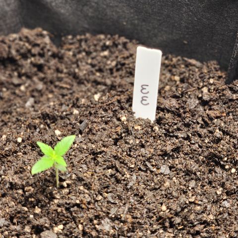 White widow  growlog photo: Transplanted into soil