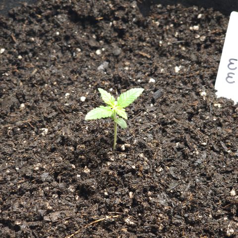 White widow  growlog photo: Transplanted into soil