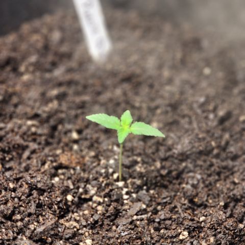 Purple Queen Automatic growlog timeline photo
