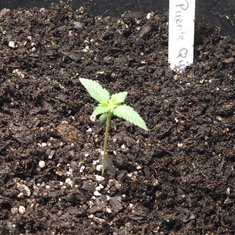 Purple Queen Automatic growlog timeline photo