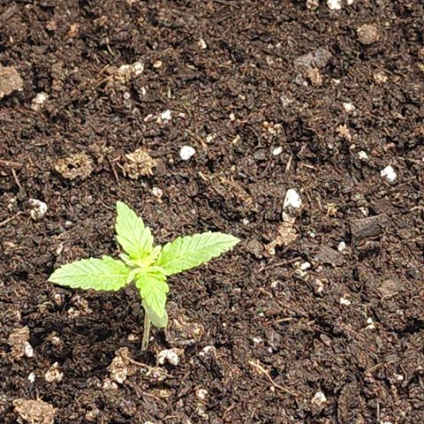 White widow  growlog timeline photo