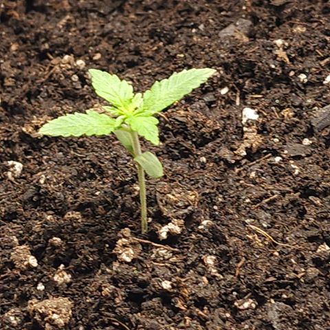 White widow  growlog timeline photo