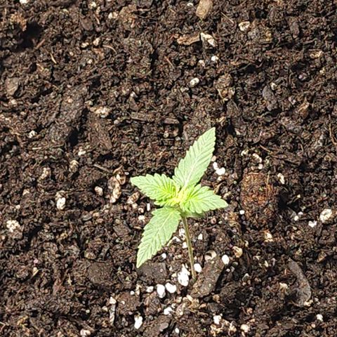 Purple Queen Automatic growlog timeline photo