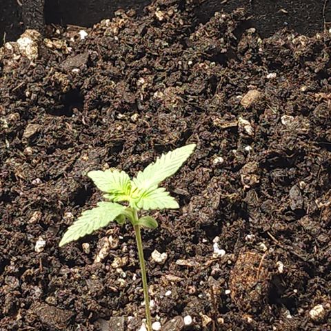 Purple Queen Automatic growlog timeline photo