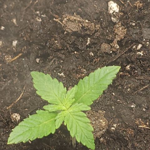 White widow  growlog timeline photo