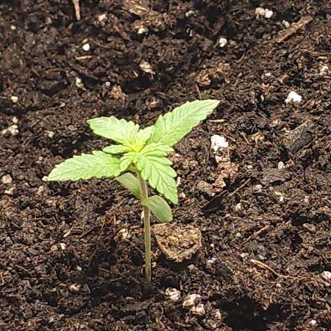 White widow  growlog timeline photo