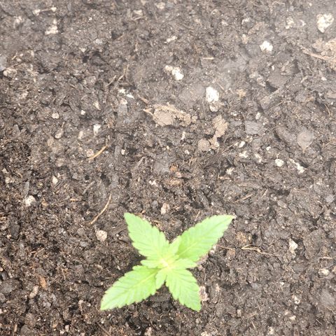 White widow  growlog timeline photo