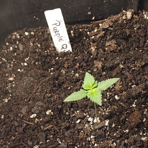 Purple Queen Automatic growlog timeline photo