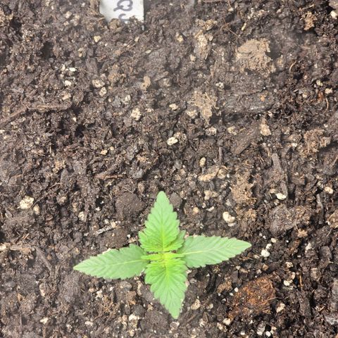 Purple Queen Automatic growlog timeline photo