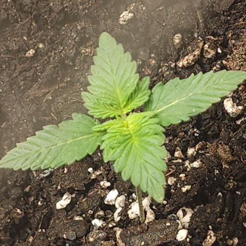 Purple Queen Automatic growlog timeline photo