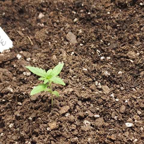 White widow  growlog photo: Before nutrients 