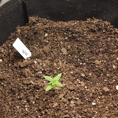 White widow  growlog photo: Before nutrients 