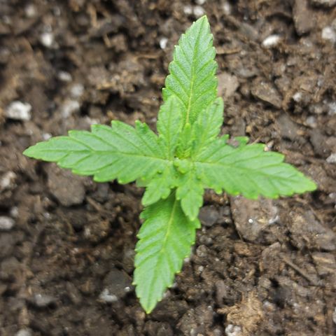 White widow  growlog photo: Before nutrients 