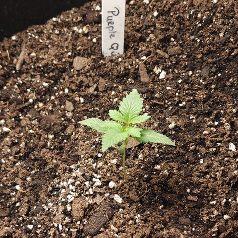Purple Queen Automatic growlog photo: Before nutrients 