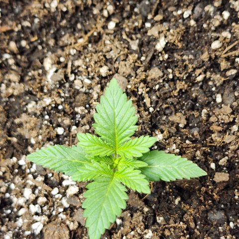 Purple Queen Automatic growlog photo: Before nutrients 