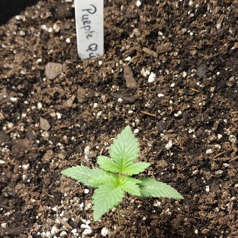 Purple Queen Automatic growlog photo: Before nutrients 