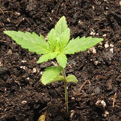 White widow  growlog photo: 24hrs after nutrients 