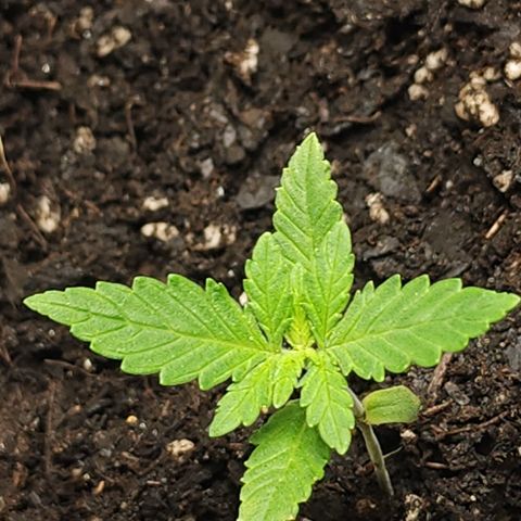 White widow  growlog photo: 24hrs after nutrients 