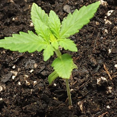 White widow  growlog photo: 24hrs after nutrients 