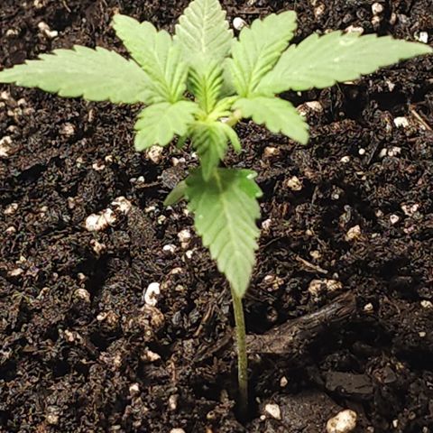 Purple Queen Automatic growlog timeline photo