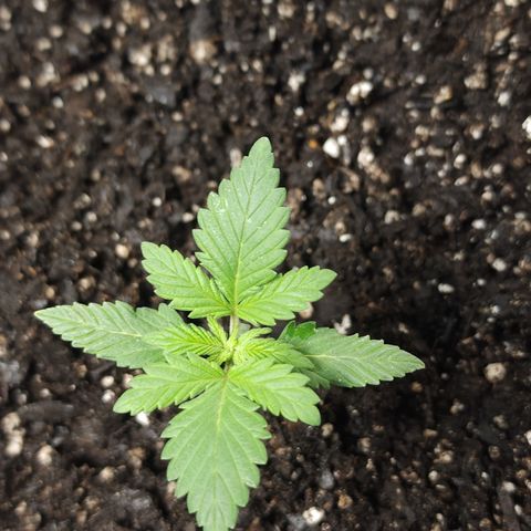 Purple Queen Automatic growlog timeline photo