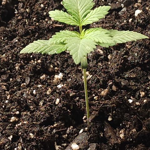 Purple Queen Automatic growlog timeline photo