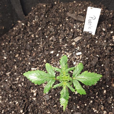 Purple Queen Automatic growlog timeline photo