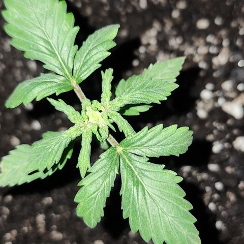 Purple Queen Automatic growlog timeline photo