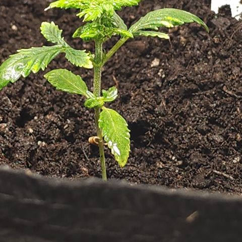 White widow  growlog timeline photo